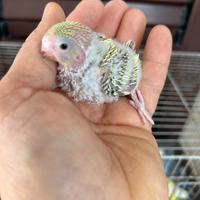 Pullo di cocorita clearbody