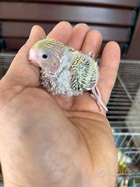 Pullo di cocorita clearbody