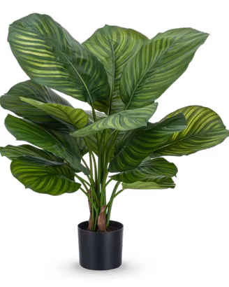Pianta artificiale Calathea Fasciata 53 cm