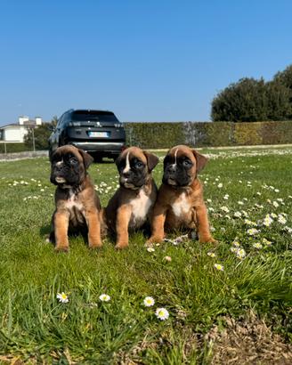 Boxer