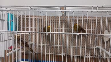 Canarini lizard maschi