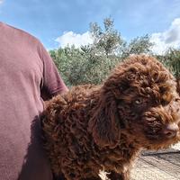 Lagotto romagnolo