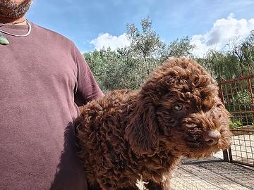Lagotto romagnolo
