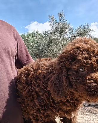 Lagotto romagnolo