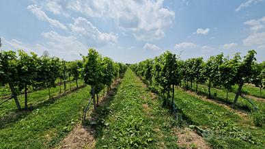 Terreni agricoli