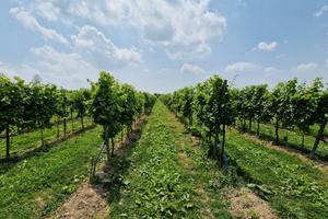Terreni agricoli