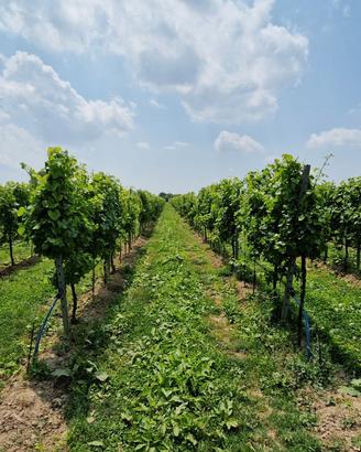 Terreni agricoli