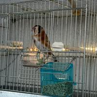 Cardellino Mayor 2024