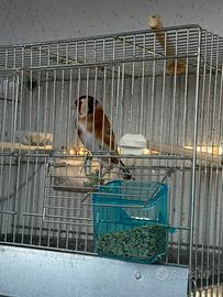 Cardellino Mayor 2024