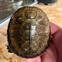 Tartarughe Pseudemys alabamensis