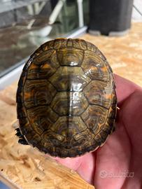 Tartarughe Pseudemys alabamensis