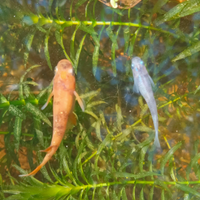 Medaka buci lamè pesci da laghetto o mini pond