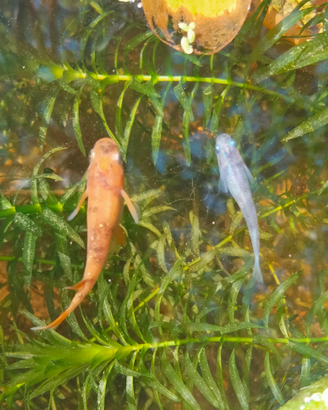 Medaka buci lamè pesci da laghetto o mini pond