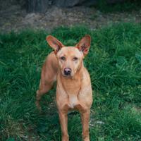 Spunti dolcissima cagnolina in adozione