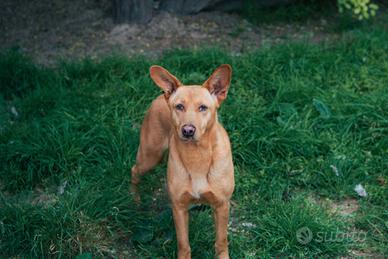 Spunti dolcissima cagnolina in adozione