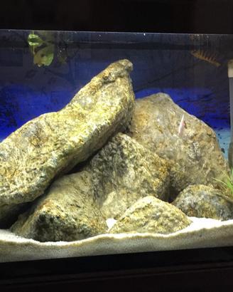 Acquario ASKOL pure Led  XL  HC