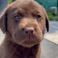 Cuccioli LABRADOR pedigree EXPO