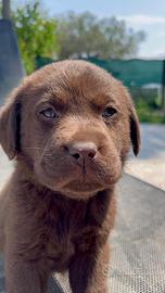 Cuccioli LABRADOR pedigree EXPO
