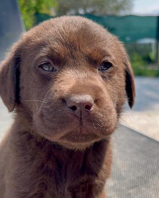 Cuccioli LABRADOR pedigree EXPO
