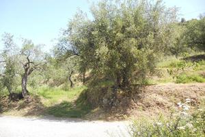 RGE 106/2015 Trib Patti - LOTTO 2