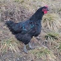 Galletto di razza Australorp