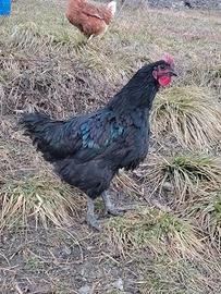 Galletto di razza Australorp
