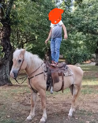 Cavalla Haflinger