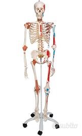 Scheletro scientific 3B Sam versione di Lusso