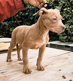 American Pitbull silver