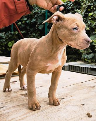 American Pitbull silver