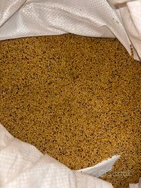 Seme trifoglio alessandrin