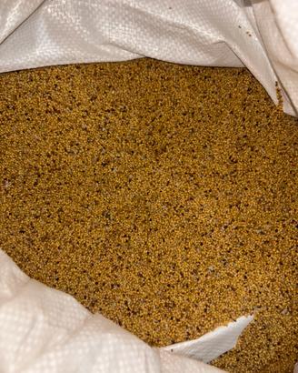 Seme trifoglio alessandrin