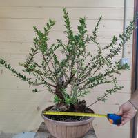 Bonsai Mirto Yamadori