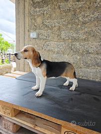 Beagle femmina con pedigree