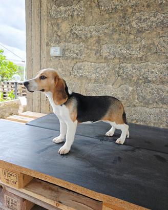 Beagle femmina con pedigree