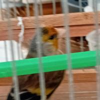 Incardellato un anno