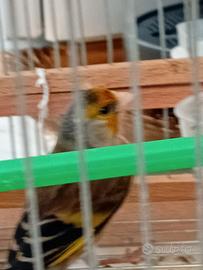 Incardellato un anno