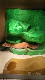 Coppia geco leopardino