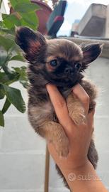 Chihuahua