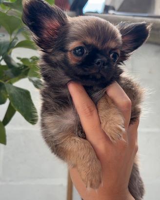 Chihuahua
