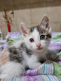 Gattina simpatica