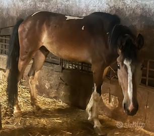 Puledro maschio