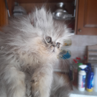 Splendido gatto delle montagne ?