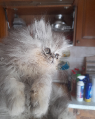 Splendido gatto delle montagne ?