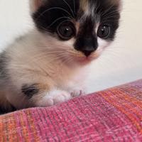 Cuccioli di gattini