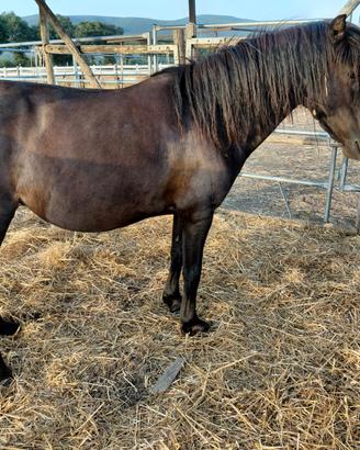 Pony altezza 110 cm
