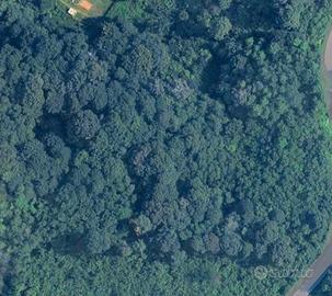 TERRENO BOSCHIVO DI CIRCA 5.000mq