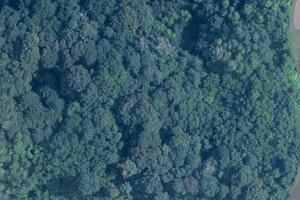 TERRENO BOSCHIVO DI CIRCA 5.000mq