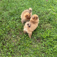 Cuccioli maschio volpino Spitz