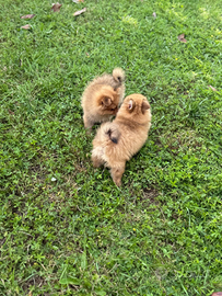 Cuccioli maschio volpino Spitz